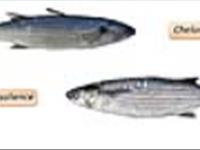 تشخیص گونه ای ماهی کفال طلایی از ماهی کفال پوزه باریک در عملیات میدانی زیست سنجی