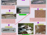  چرخه زندگی ماهی آزاد دریای خزر (Salmo caspius) - پوستر