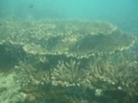 برشور ترویجی سفید شدگی مرجان ها