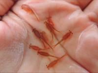 آموزش  تهیه ترشی آرتمیا ( انسایل )