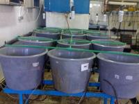 تاثیر شدت نور مصنوعی بر عملکرد رشد ماهی قزل آلای رنگین کمان