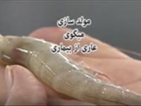  مولد سازی میگوی سفید غربی