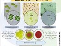 پوستر : ریزجلبک های اقتصادی در آبزی پروری