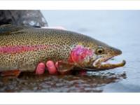 دستورالعمل تولید ماهیان تمام ماده قزل آلای رنگین کمان( روش غیرمستقیم)