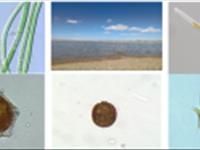 پوستر»جوامع فیتوپلانکتونی اثر گذار در تولیدات اولیه دریاچه سد صومعه علیا در استان آذربایجان شرقی