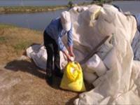 آهك پاشي در تابستان بمنظور جلوگيري از تلفات