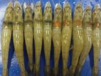  توصیه های ترویجی در خصوص کنترل عارضه سر قرمزی