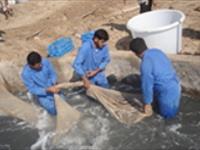 بهینه‌سازی عملیات برداشت و هندلینگ میگوهای پرورشی