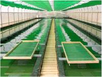   ریز جلبک ها جایگزین پایدار تصفیه آب