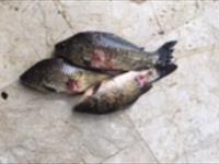  پادکست: بررسی میزان و ترکیب صید انواع ماهیان اقتصادی در تالاب انزلی،  مقایسه آن با گذشته و دلایل کاهش کنونی