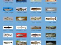 پوستر ماهیان منابع آبی شمال استان آذربایجان غربی