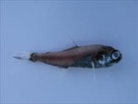 برشور فانوس ماهیان دریای عمان