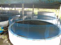 پرورش ماهی کپور معمولی به روش تک گونه ای در استخر بتونی گرد