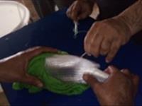 تکثیر ماهی صبیتی (Sparidentex hasta