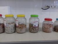 تولید سس از میگوی ماکروبراکیوم نیپوننس تالاب انزلی