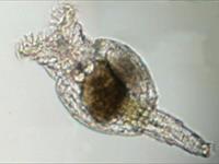  رژیم غذایی صدف آنودنت تالاب انزلی