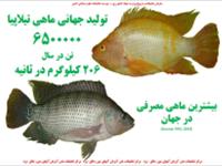 پوستر ماهی تیلاپیا 