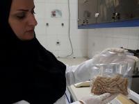 دستورالعمل ترویجی 