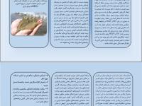 اهميت اصلاح نژاد ميگو