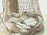 آغاز ممنوعیت صید ماهی حلوا سفید در آب های خوزستان و بوشهر