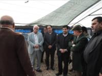 بازدید میدانی از مجتمع پرورش میگوی چوئبده با حضور رئیس مؤسسه تحقیقات علوم شیلاتی کشور و جمعی از مسئولان استانی و شهرستانی برگزار شد.